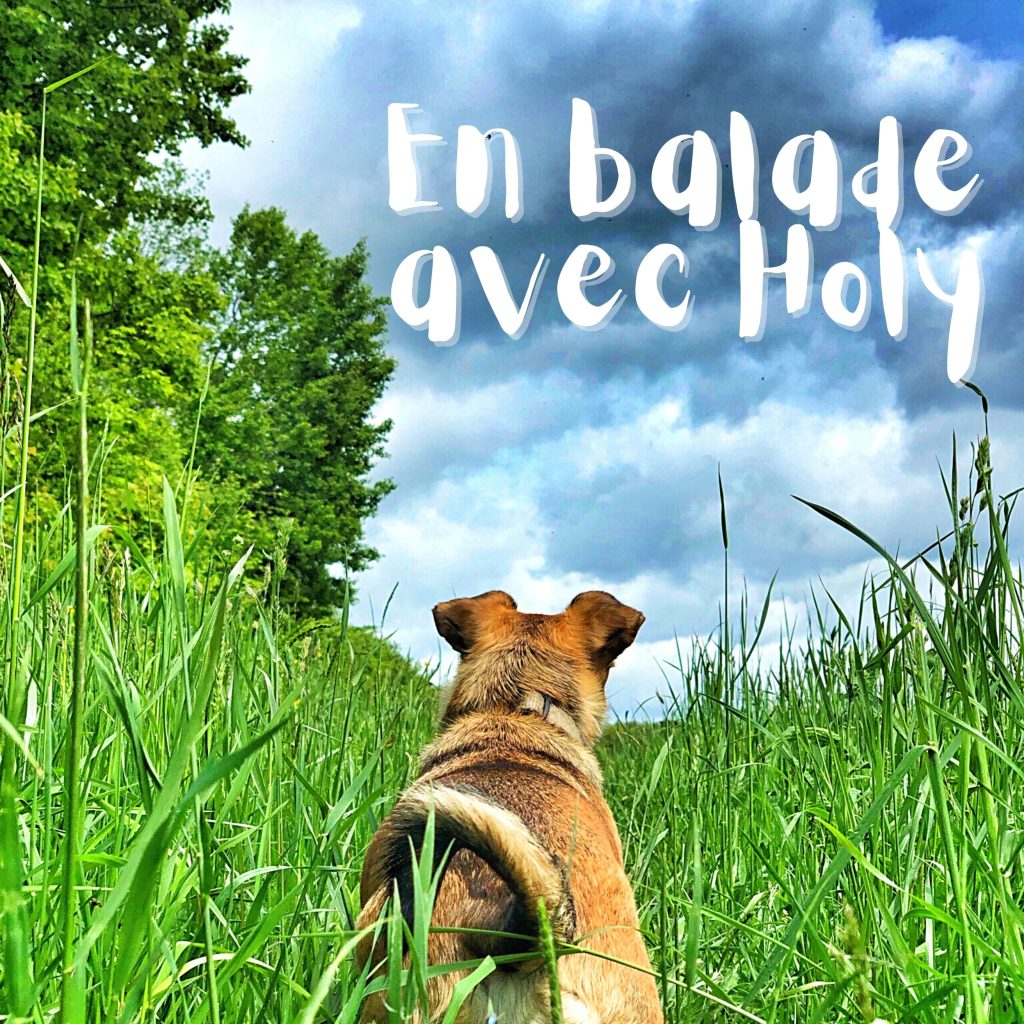 En balade avec Holy : Le podcast de David Gos sur la rédaction web