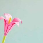 L’algorithme Colibri de Google, révolution du langage naturel
